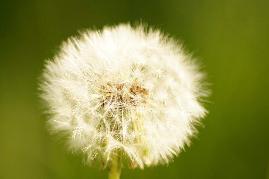 paardenbloem
